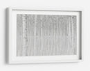 Reflejos de abedul blanco - Aglioni Simone | Cuadro decorativo de Canvas Lab