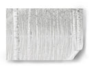 Reflejos de abedul blanco - Aglioni Simone | Cuadro decorativo de Canvas Lab