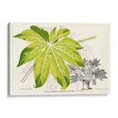 Follaje De Hoja De Helecho I - Stroobant | Cuadro decorativo de Canvas Lab