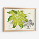 Follaje De Hoja De Helecho I - Stroobant | Cuadro decorativo de Canvas Lab