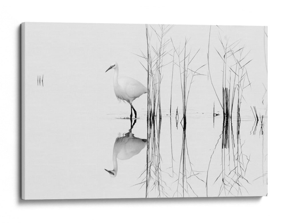 Reflejo de una elegante garza - Zhecho Planinski | Cuadro decorativo de Canvas Lab