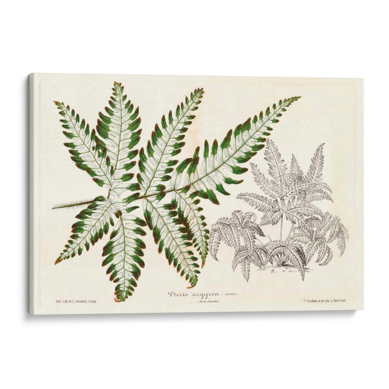 Follaje De Hoja De Helecho Ii - Stroobant | Cuadro decorativo de Canvas Lab