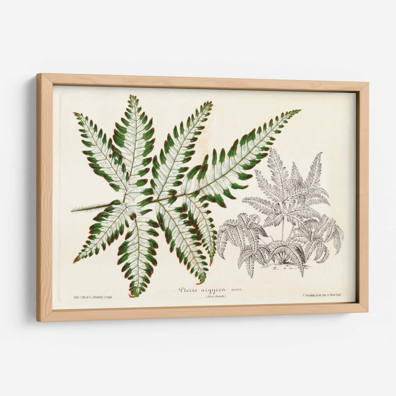 Follaje De Hoja De Helecho Ii - Stroobant | Cuadro decorativo de Canvas Lab