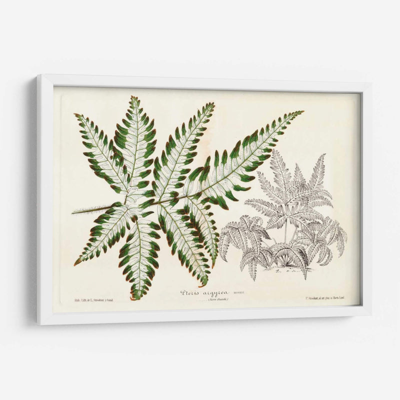 Follaje De Hoja De Helecho Ii - Stroobant | Cuadro decorativo de Canvas Lab