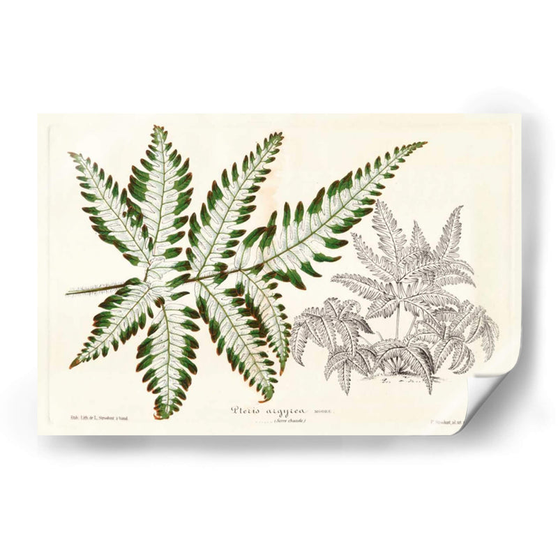 Follaje De Hoja De Helecho Ii - Stroobant | Cuadro decorativo de Canvas Lab