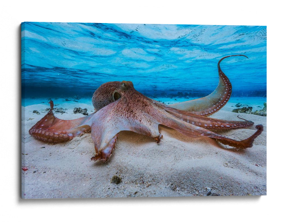 Pulpo gentil bajo el agua - Barathieu Gabriel | Cuadro decorativo de Canvas Lab