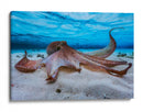 Pulpo gentil bajo el agua - Barathieu Gabriel | Cuadro decorativo de Canvas Lab
