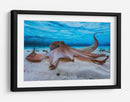 Pulpo gentil bajo el agua - Barathieu Gabriel | Cuadro decorativo de Canvas Lab