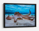 Pulpo gentil bajo el agua - Barathieu Gabriel | Cuadro decorativo de Canvas Lab