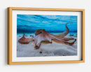 Pulpo gentil bajo el agua - Barathieu Gabriel | Cuadro decorativo de Canvas Lab