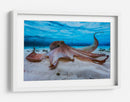 Pulpo gentil bajo el agua - Barathieu Gabriel | Cuadro decorativo de Canvas Lab