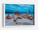 Pulpo gentil bajo el agua - Barathieu Gabriel | Cuadro decorativo de Canvas Lab