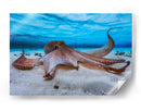 Pulpo gentil bajo el agua - Barathieu Gabriel | Cuadro decorativo de Canvas Lab