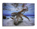 Pulpo submarino vibrante - Barathieu Gabriel | Cuadro decorativo de Canvas Lab