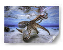 Pulpo submarino vibrante - Barathieu Gabriel | Cuadro decorativo de Canvas Lab