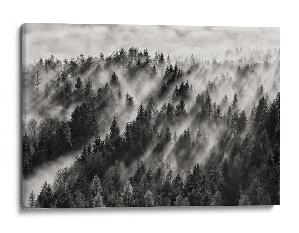 Rayos de luz en el bosque brumoso - Davorin Baloh | Cuadro decorativo de Canvas Lab