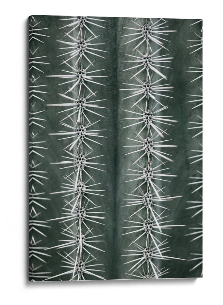 Patrón de cactus afilado - Fluidys Studio III | Cuadro decorativo de Canvas Lab