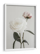 Peonías blancas suaves - Fluidys Studio III | Cuadro decorativo de Canvas Lab