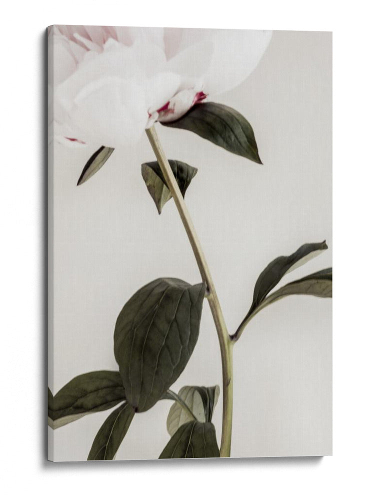 Peonía blanca delicada - Fluidys Studio III | Cuadro decorativo de Canvas Lab