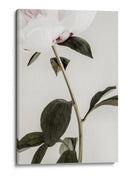 Peonía blanca delicada - Fluidys Studio III | Cuadro decorativo de Canvas Lab
