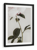 Peonía blanca delicada - Fluidys Studio III | Cuadro decorativo de Canvas Lab