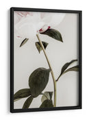 Peonía blanca delicada - Fluidys Studio III | Cuadro decorativo de Canvas Lab