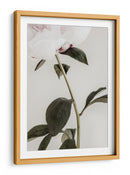 Peonía blanca delicada - Fluidys Studio III | Cuadro decorativo de Canvas Lab