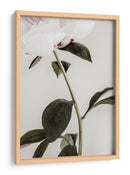 Peonía blanca delicada - Fluidys Studio III | Cuadro decorativo de Canvas Lab