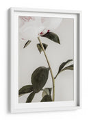 Peonía blanca delicada - Fluidys Studio III | Cuadro decorativo de Canvas Lab