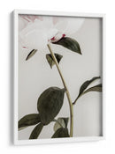 Peonía blanca delicada - Fluidys Studio III | Cuadro decorativo de Canvas Lab