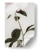 Peonía blanca delicada - Fluidys Studio III | Cuadro decorativo de Canvas Lab