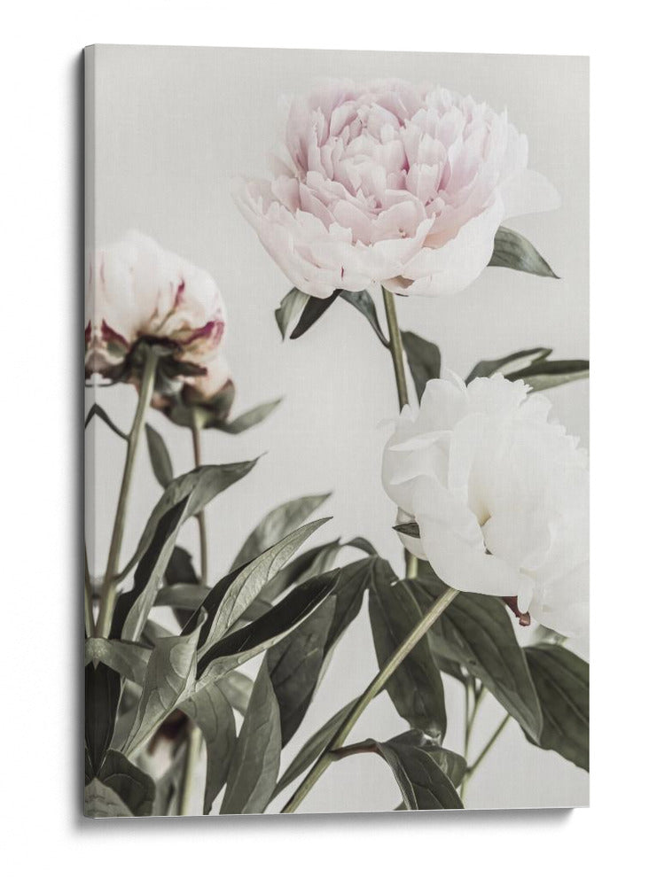 Peonías de color rosa suave - Fluidys Studio III | Cuadro decorativo de Canvas Lab