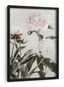 Peonías de color rosa suave - Fluidys Studio III | Cuadro decorativo de Canvas Lab