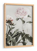 Peonías de color rosa suave - Fluidys Studio III | Cuadro decorativo de Canvas Lab