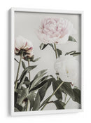 Peonías de color rosa suave - Fluidys Studio III | Cuadro decorativo de Canvas Lab
