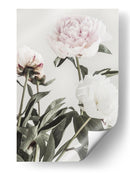 Peonías de color rosa suave - Fluidys Studio III | Cuadro decorativo de Canvas Lab
