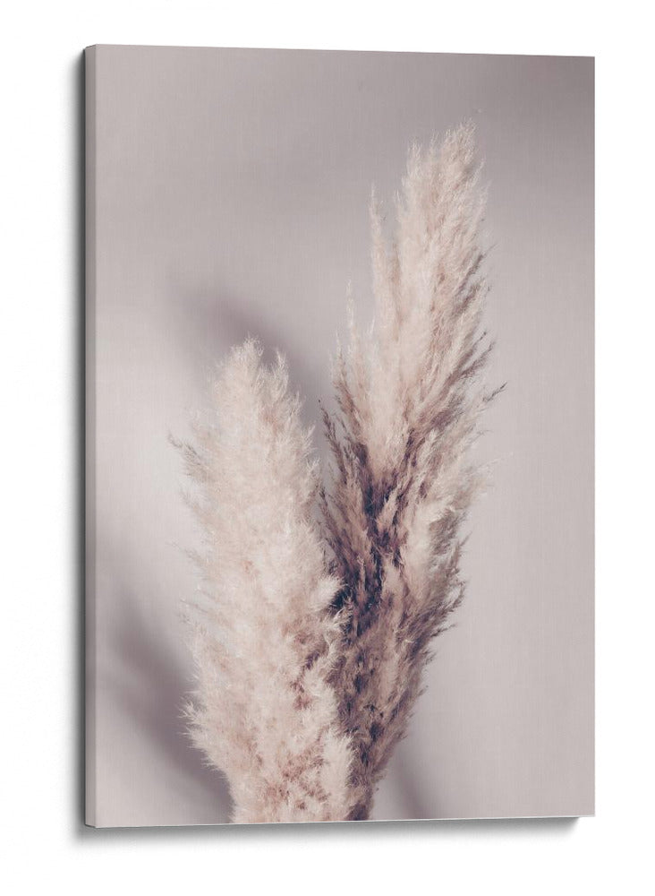 Suaves plumas lindas de la Pampa - Fluidys Studio III | Cuadro decorativo de Canvas Lab