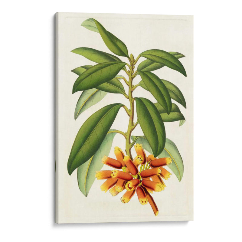 Rododendro Tropical I - Horto Van Houtteano | Cuadro decorativo de Canvas Lab