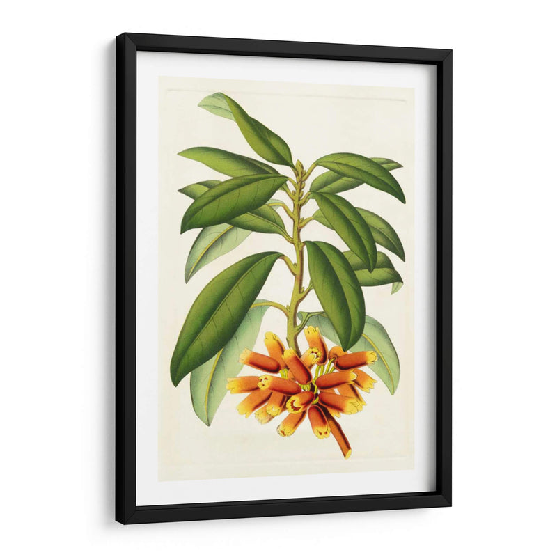 Rododendro Tropical I - Horto Van Houtteano | Cuadro decorativo de Canvas Lab