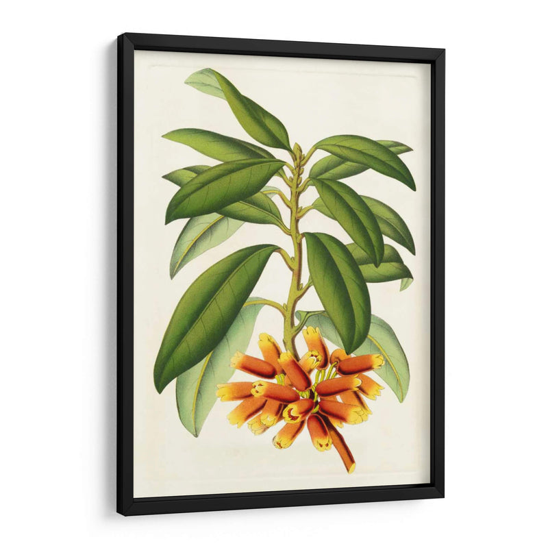 Rododendro Tropical I - Horto Van Houtteano | Cuadro decorativo de Canvas Lab