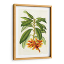 Rododendro Tropical I - Horto Van Houtteano | Cuadro decorativo de Canvas Lab