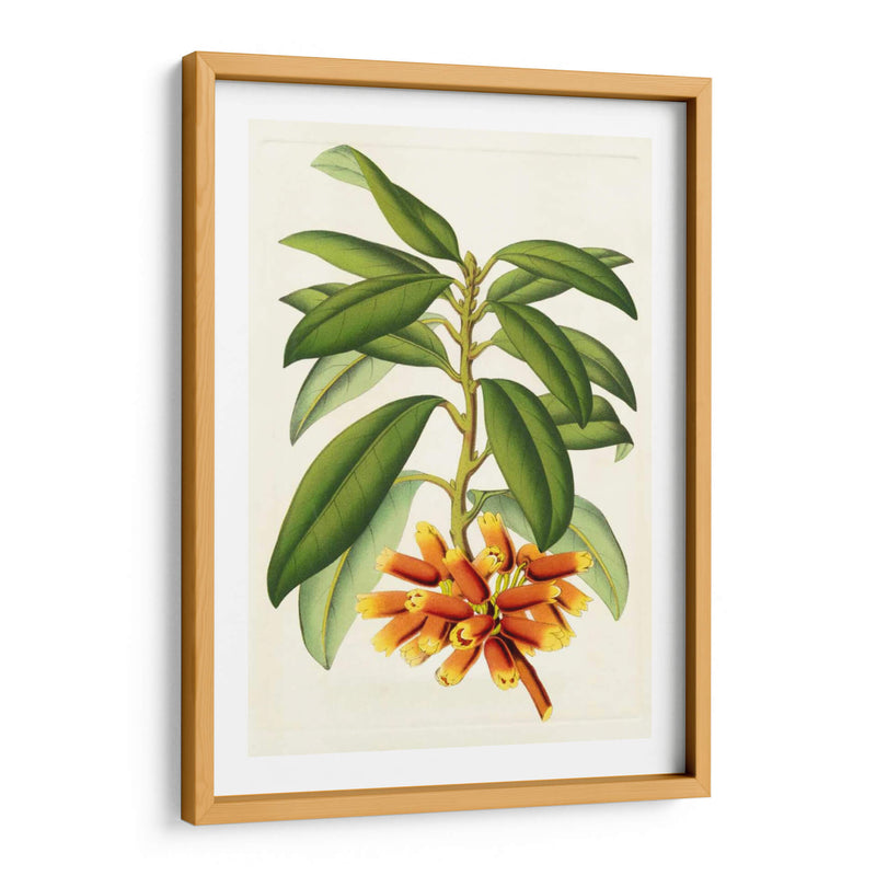 Rododendro Tropical I - Horto Van Houtteano | Cuadro decorativo de Canvas Lab