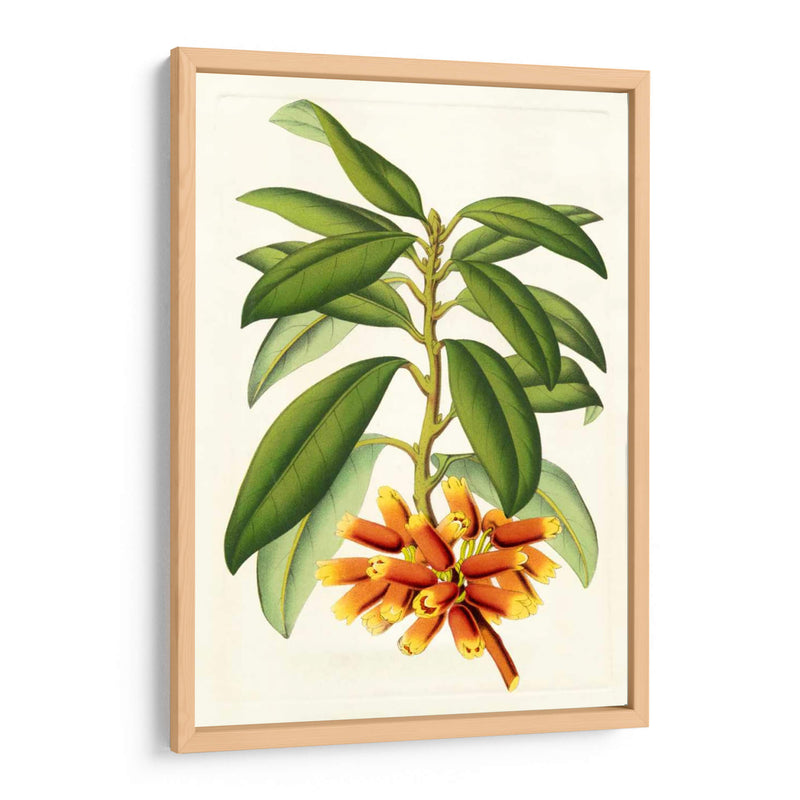 Rododendro Tropical I - Horto Van Houtteano | Cuadro decorativo de Canvas Lab