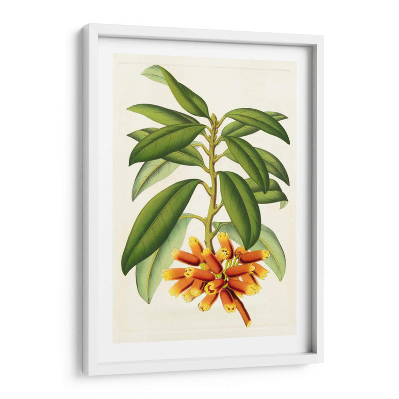 Rododendro Tropical I - Horto Van Houtteano | Cuadro decorativo de Canvas Lab