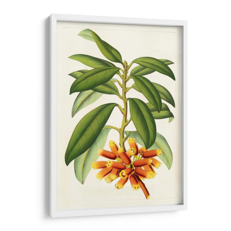 Rododendro Tropical I - Horto Van Houtteano | Cuadro decorativo de Canvas Lab