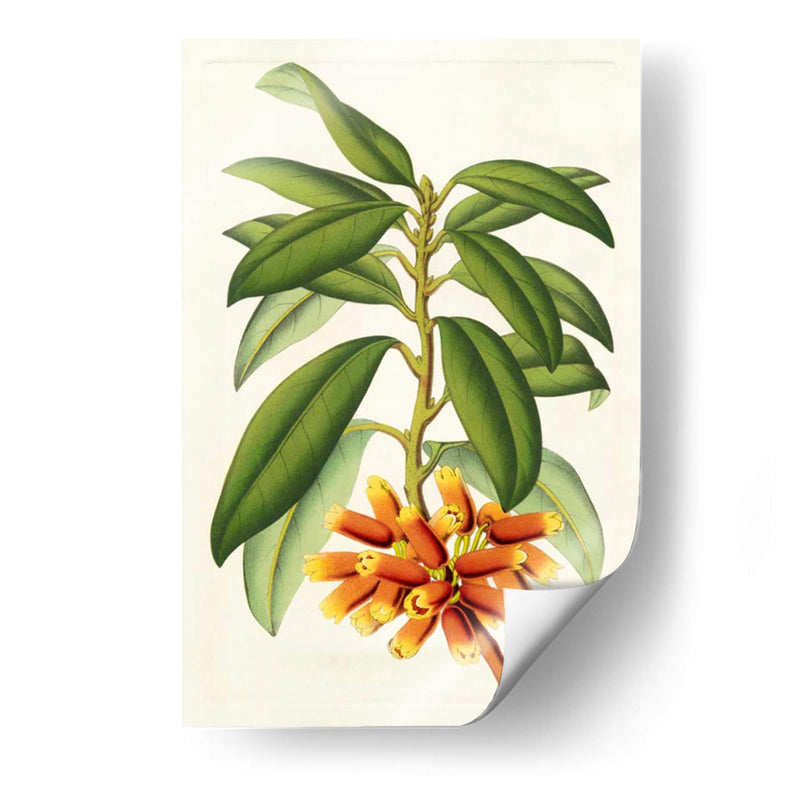 Rododendro Tropical I - Horto Van Houtteano | Cuadro decorativo de Canvas Lab