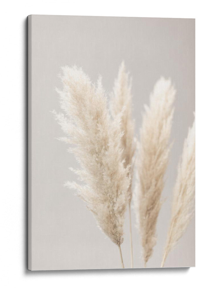 Suaves plumas bonitas de la Pampa - Fluidys Studio III | Cuadro decorativo de Canvas Lab