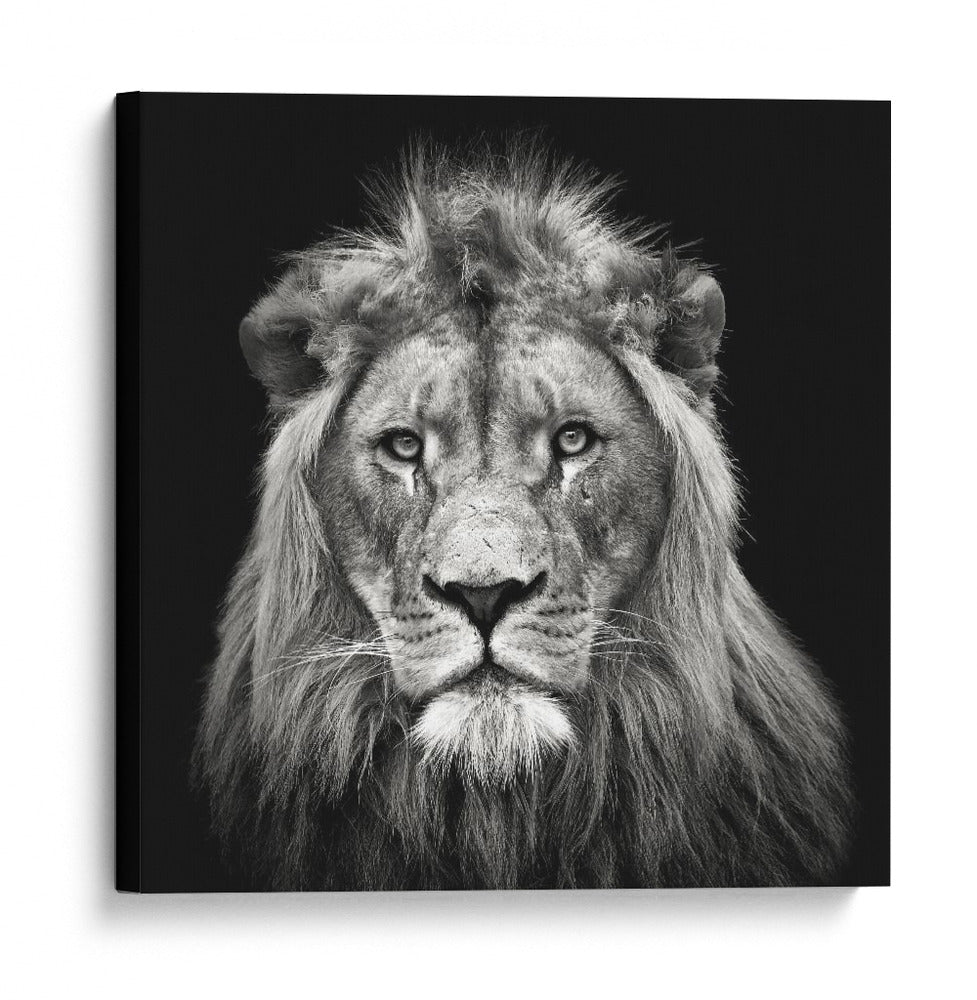 Retrato de un majestuoso león sereno - Christian Meermann | Cuadro decorativo de Canvas Lab