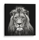 Retrato de un majestuoso león sereno - Christian Meermann | Cuadro decorativo de Canvas Lab
