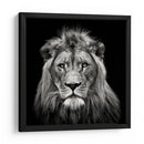 Retrato de un majestuoso león sereno - Christian Meermann | Cuadro decorativo de Canvas Lab